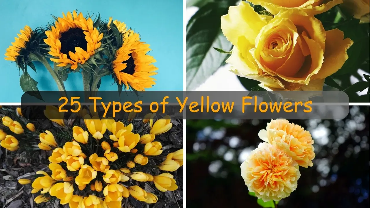 types-of-yellow-flowers