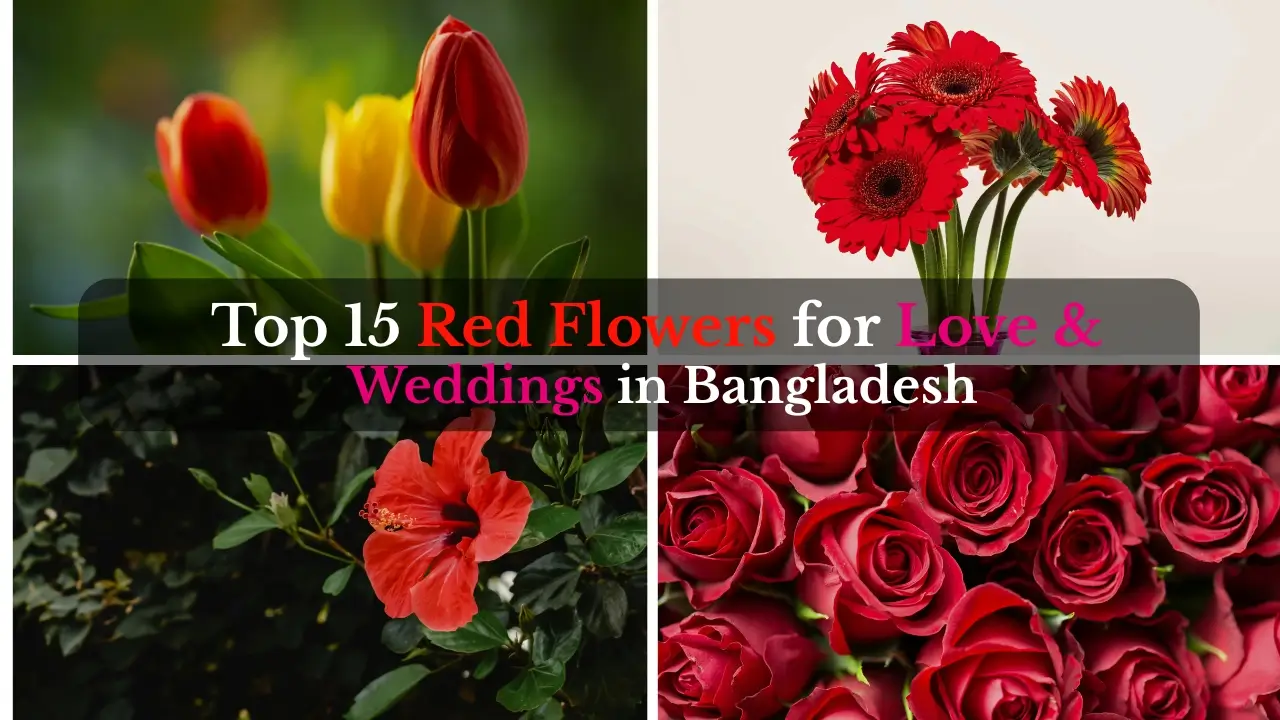 top-red-flowers-bangladesh-love-weddings-gifts